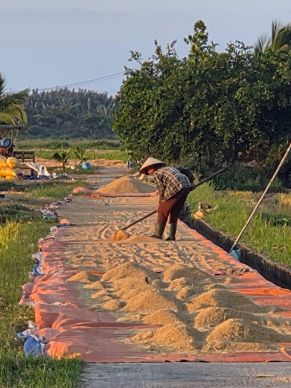 Reisernte Hoi An